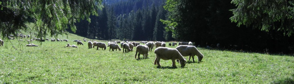 Piotrowisko